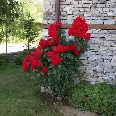 Villa Maria, Complex Aleksandria